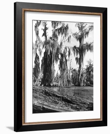 Cypress Trees Covered in Spanish Moss-null-Framed Photographic Print