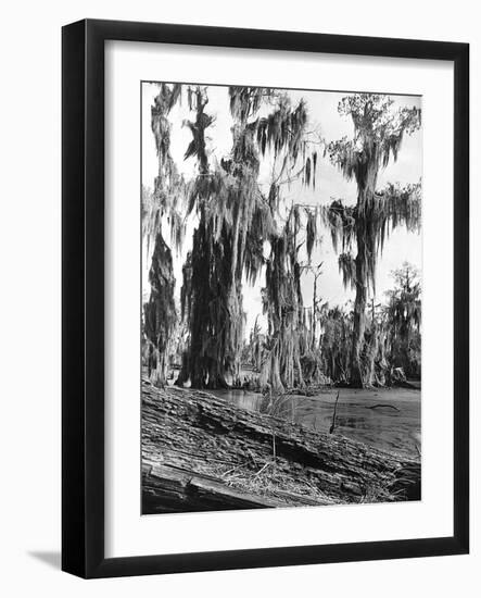 Cypress Trees Covered in Spanish Moss-null-Framed Photographic Print