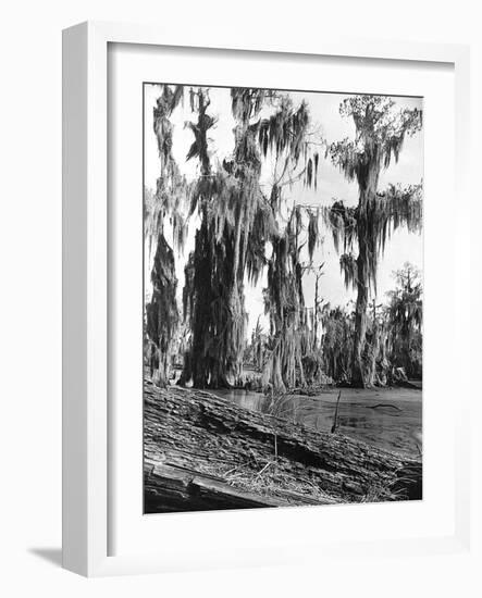 Cypress Trees Covered in Spanish Moss-null-Framed Photographic Print