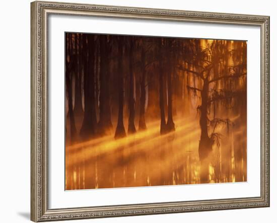 Cypress Trees in Foggy Sunrise, George Smith State Park, Georgia, USA-Joanne Wells-Framed Photographic Print