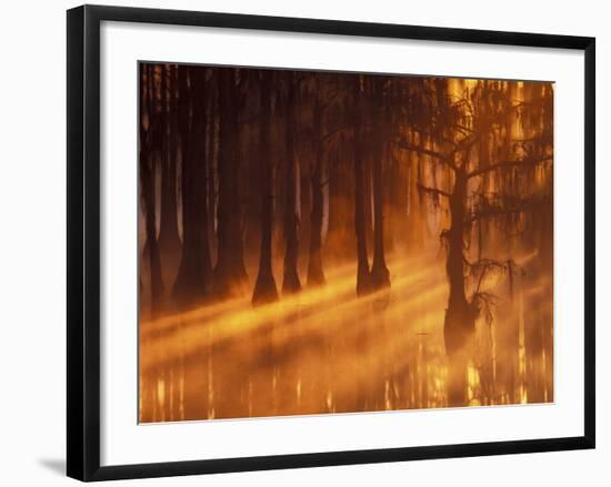 Cypress Trees in Foggy Sunrise, George Smith State Park, Georgia, USA-Joanne Wells-Framed Photographic Print