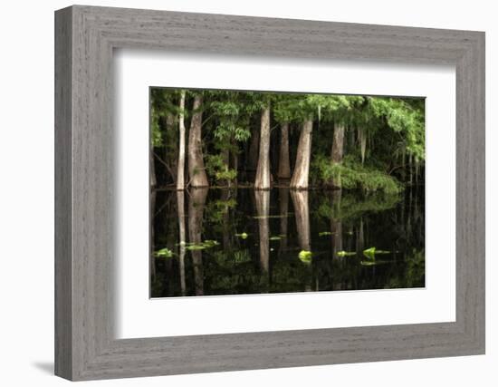 Cypress Trees in Suwanee River with Reflection-Sheila Haddad-Framed Photographic Print