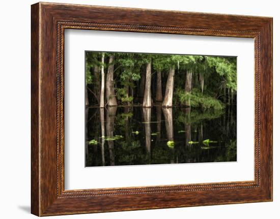 Cypress Trees in Suwanee River with Reflection-Sheila Haddad-Framed Photographic Print