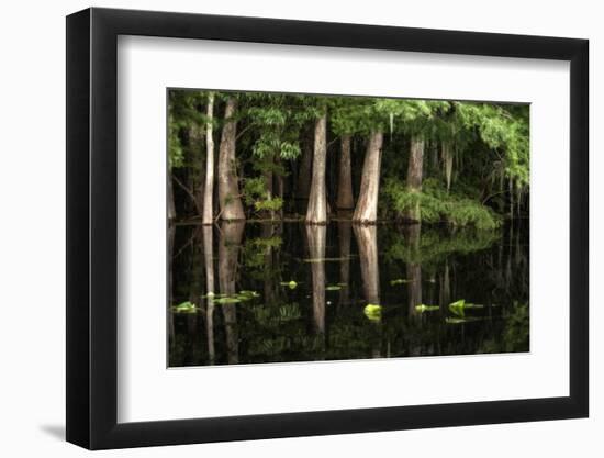 Cypress Trees in Suwanee River with Reflection-Sheila Haddad-Framed Photographic Print