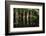 Cypress Trees in Suwanee River with Reflection-Sheila Haddad-Framed Photographic Print