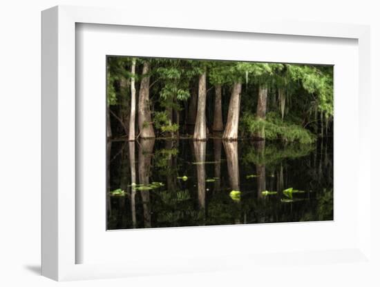 Cypress Trees in Suwanee River with Reflection-Sheila Haddad-Framed Photographic Print