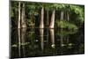 Cypress Trees in Suwanee River with Reflection-Sheila Haddad-Mounted Photographic Print