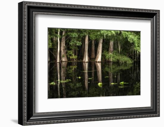 Cypress Trees in Suwanee River with Reflection-Sheila Haddad-Framed Photographic Print