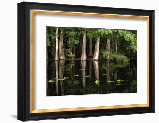 Cypress Trees in Suwanee River with Reflection-Sheila Haddad-Framed Photographic Print