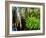 Cypress trees in swamp, Six Mile Cypress Slough Preserve, Fort Myers, Florida, USA-null-Framed Photographic Print