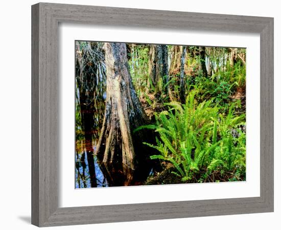 Cypress trees in swamp, Six Mile Cypress Slough Preserve, Fort Myers, Florida, USA-null-Framed Photographic Print