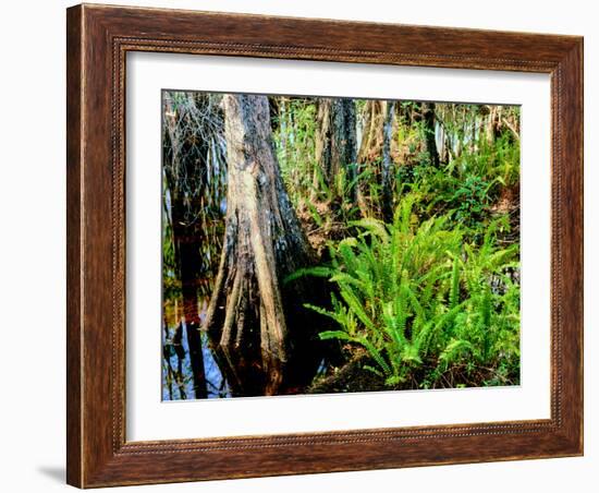 Cypress trees in swamp, Six Mile Cypress Slough Preserve, Fort Myers, Florida, USA-null-Framed Photographic Print