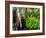 Cypress trees in swamp, Six Mile Cypress Slough Preserve, Fort Myers, Florida, USA-null-Framed Photographic Print