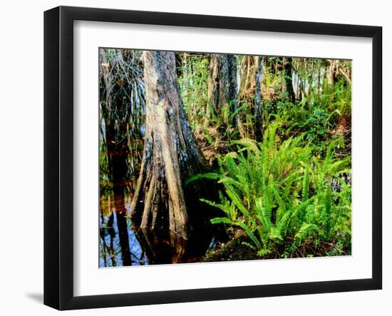 Cypress trees in swamp, Six Mile Cypress Slough Preserve, Fort Myers, Florida, USA-null-Framed Photographic Print