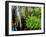 Cypress trees in swamp, Six Mile Cypress Slough Preserve, Fort Myers, Florida, USA-null-Framed Photographic Print