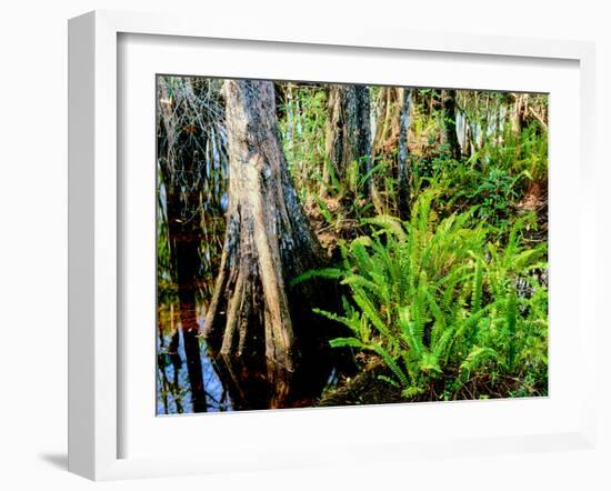 Cypress trees in swamp, Six Mile Cypress Slough Preserve, Fort Myers, Florida, USA-null-Framed Photographic Print