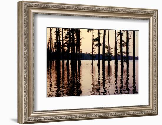 Cypress trees in the waters of Hovey Lake at sunset, Indiana, USA-Anna Miller-Framed Photographic Print