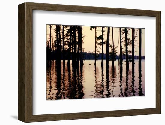 Cypress trees in the waters of Hovey Lake at sunset, Indiana, USA-Anna Miller-Framed Photographic Print