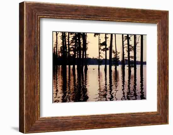 Cypress trees in the waters of Hovey Lake at sunset, Indiana, USA-Anna Miller-Framed Photographic Print