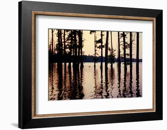 Cypress trees in the waters of Hovey Lake at sunset, Indiana, USA-Anna Miller-Framed Photographic Print