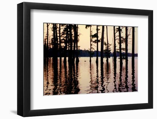 Cypress trees in the waters of Hovey Lake at sunset, Indiana, USA-Anna Miller-Framed Photographic Print