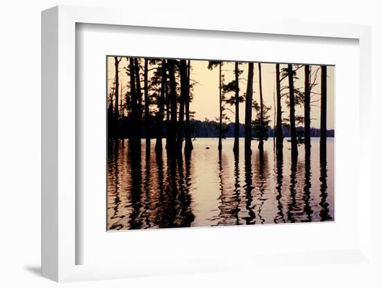 Cypress trees in the waters of Hovey Lake at sunset, Indiana, USA-Anna Miller-Framed Photographic Print