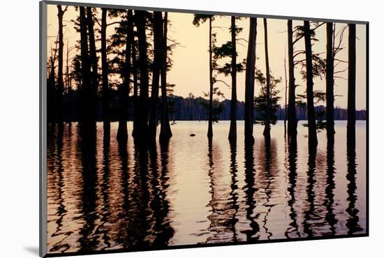 Cypress trees in the waters of Hovey Lake at sunset, Indiana, USA-Anna Miller-Mounted Photographic Print