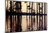 Cypress trees in the waters of Hovey Lake at sunset, Indiana, USA-Anna Miller-Mounted Photographic Print