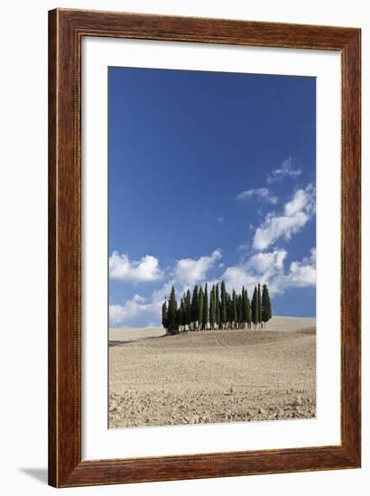 Cypress Trees Near San Quirico D'Orcia, Tuscany, Italy-Julian Castle-Framed Photo