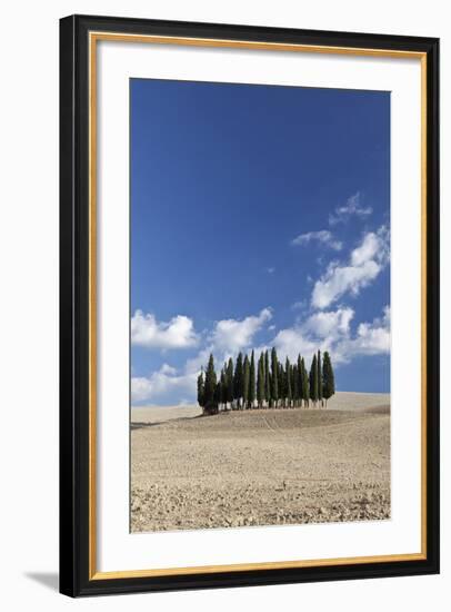 Cypress Trees Near San Quirico D'Orcia, Tuscany, Italy-Julian Castle-Framed Photo