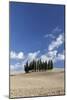 Cypress Trees Near San Quirico D'Orcia, Tuscany, Italy-Julian Castle-Mounted Photo