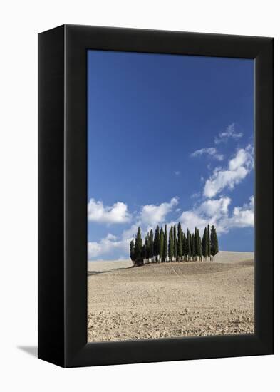 Cypress Trees Near San Quirico D'Orcia, Tuscany, Italy-Julian Castle-Framed Stretched Canvas