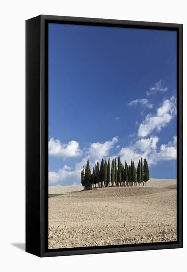 Cypress Trees Near San Quirico D'Orcia, Tuscany, Italy-Julian Castle-Framed Stretched Canvas