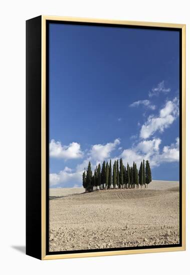 Cypress Trees Near San Quirico D'Orcia, Tuscany, Italy-Julian Castle-Framed Stretched Canvas