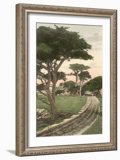 Cypress Trees, Pacific Grove, California-null-Framed Art Print