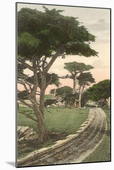 Cypress Trees, Pacific Grove, California-null-Mounted Art Print