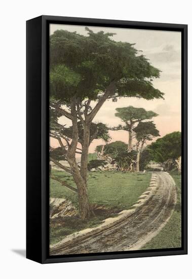 Cypress Trees, Pacific Grove, California-null-Framed Stretched Canvas