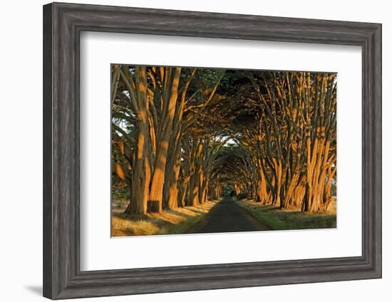 Cypress Trees, Point Reyes National Seashore, California, USA-Charles Gurche-Framed Photographic Print