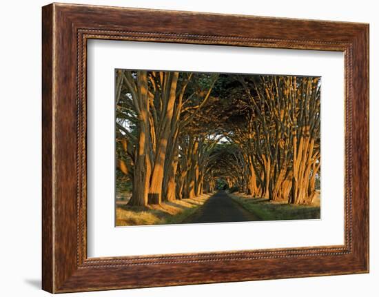 Cypress Trees, Point Reyes National Seashore, California, USA-Charles Gurche-Framed Photographic Print