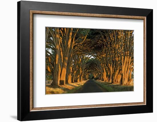 Cypress Trees, Point Reyes National Seashore, California, USA-Charles Gurche-Framed Photographic Print