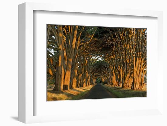 Cypress Trees, Point Reyes National Seashore, California, USA-Charles Gurche-Framed Photographic Print