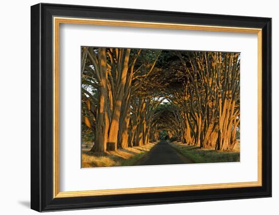 Cypress Trees, Point Reyes National Seashore, California, USA-Charles Gurche-Framed Photographic Print