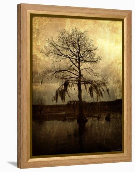 Cypress-Lydia Marano-Framed Premier Image Canvas