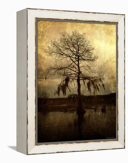 Cypress-Lydia Marano-Framed Premier Image Canvas