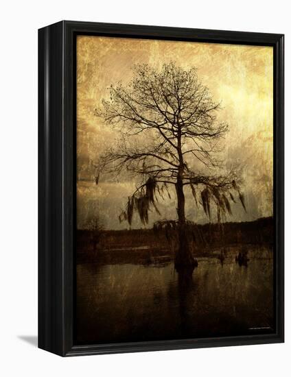 Cypress-Lydia Marano-Framed Premier Image Canvas