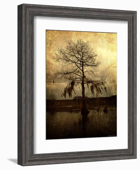 Cypress-Lydia Marano-Framed Photographic Print