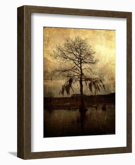 Cypress-Lydia Marano-Framed Photographic Print