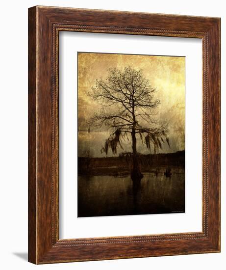 Cypress-Lydia Marano-Framed Photographic Print