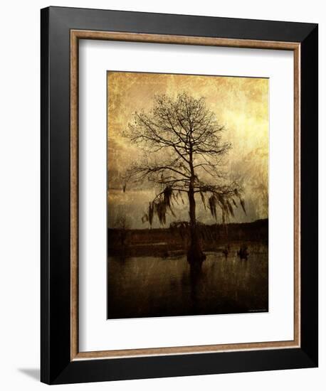 Cypress-Lydia Marano-Framed Photographic Print