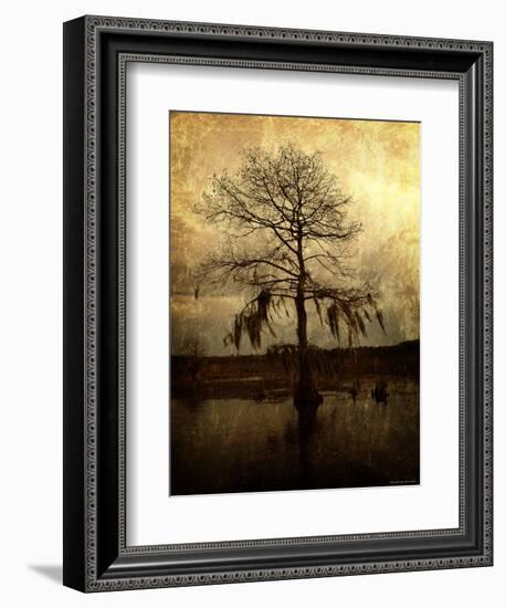 Cypress-Lydia Marano-Framed Photographic Print